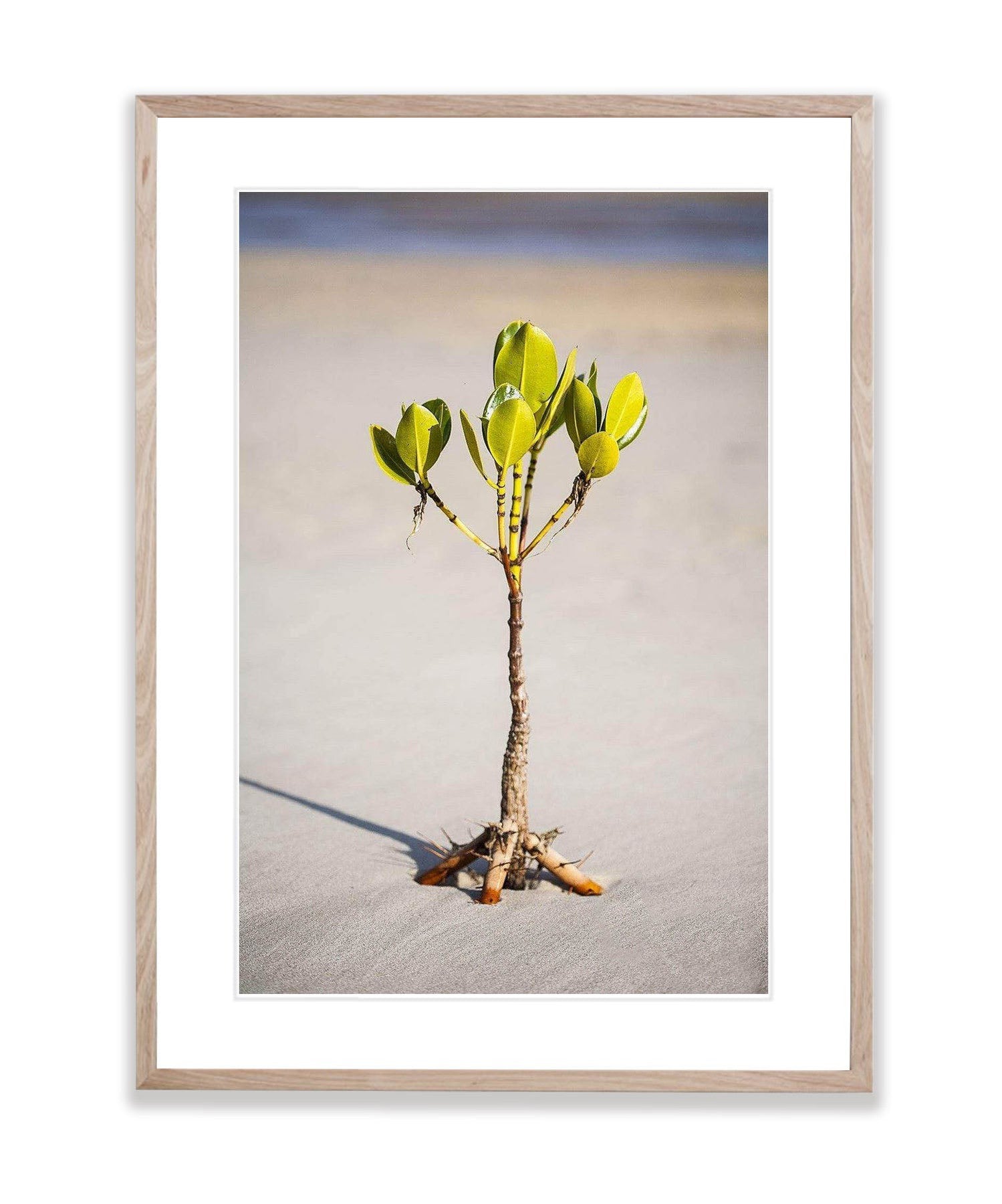 Young Mangrove Tree - Fraser Island QLD