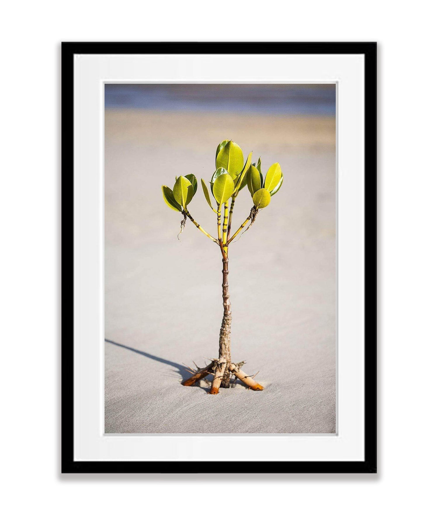 Young Mangrove Tree - Fraser Island QLD