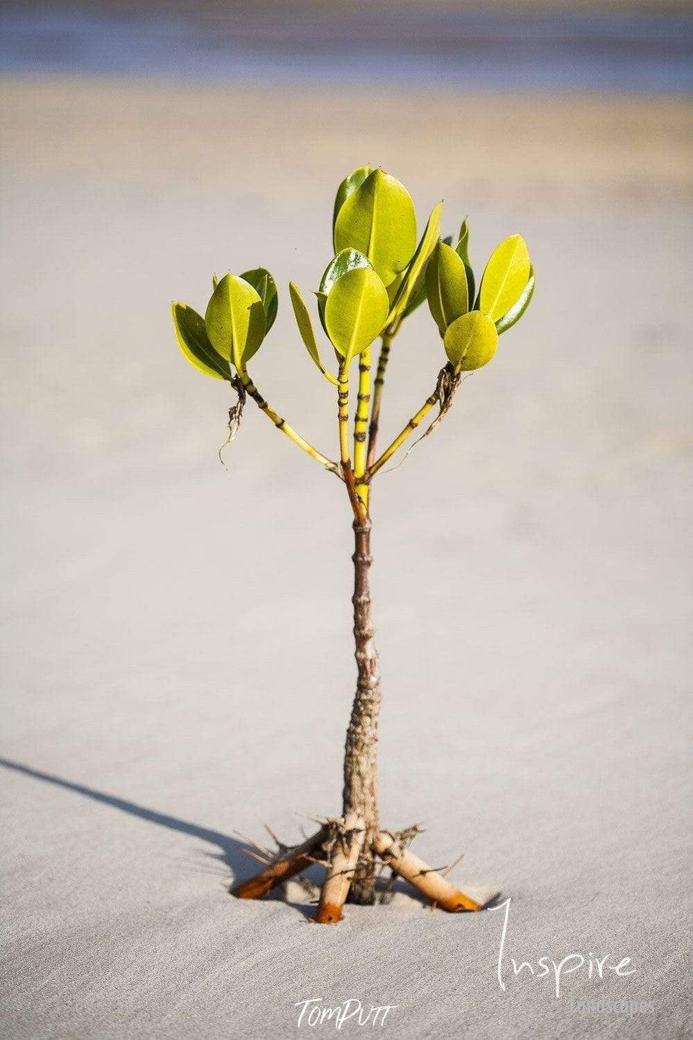 Young Mangrove Tree-Tom-Putt-Landscape-Prints