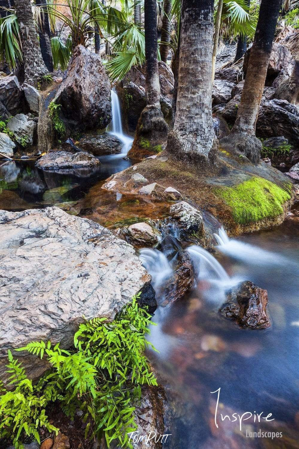 Small water flow between the trees and plants in a forest, Zebedee Springs - El Questro, The Kimberley